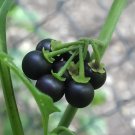 400 Seeds Black Nightshade Garden Huckleberry Organic Fruit