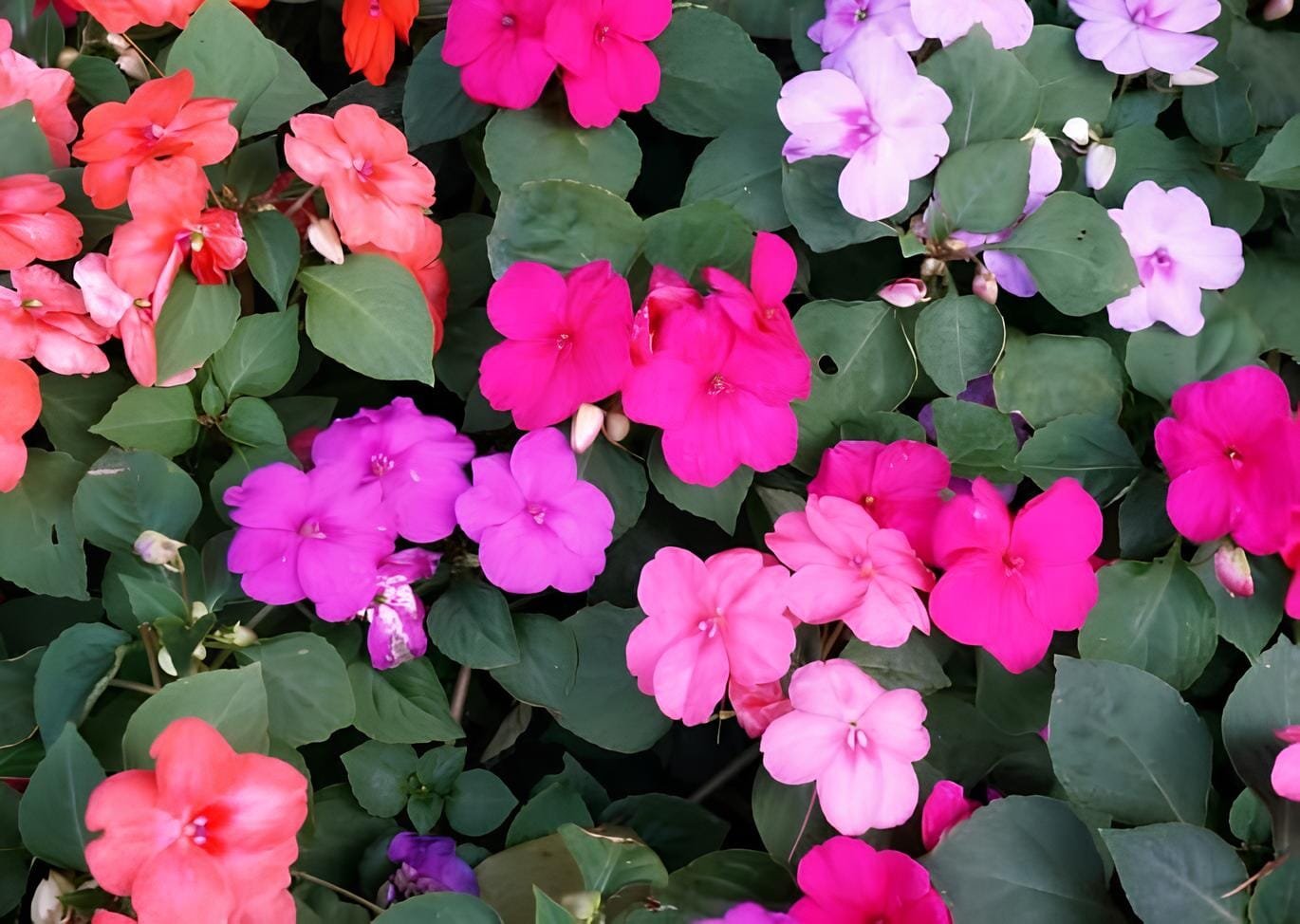 40 seeds Red Garden Balsam Organic Female Flower