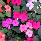 40 seeds Red Garden Balsam Organic Female Flower