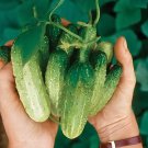 40 seeds Cucumber Japanese Short Thick Vegetable