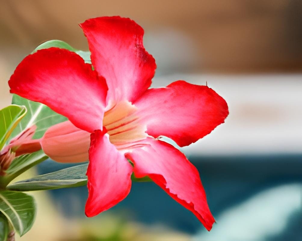 4 Seeds Rosy Adenium Obesum One in Siam Desert Rose Flowers