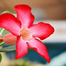 4 Seeds Rosy Adenium Obesum One in Siam Desert Rose Flowers