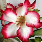 4 Seeds Adenium White Petals Rose Red Edge Flower