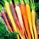4000 Seeds Mix Carrot Seeds Six Varieties Fresh Heirloom Organic Vegetable