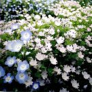 10 seeds Five Spot Nemophila maculata Eye-Catching Ground Cover