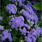 120 Seeds Blue Ageratum Conyzoides Bonsai Herbal Flower