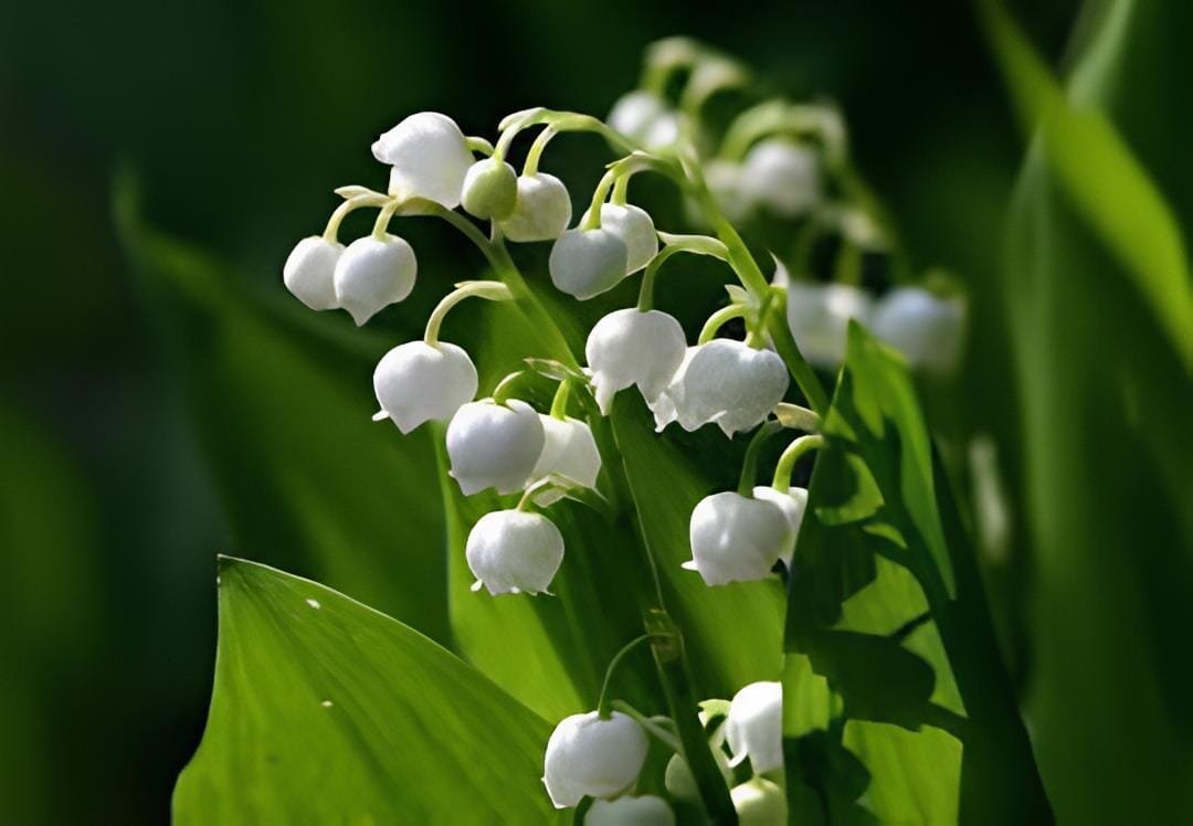 20 seeds White Lily of the Valley - Convallaria - Great for Shade