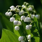 20 seeds White Lily of the Valley - Convallaria - Great for Shade