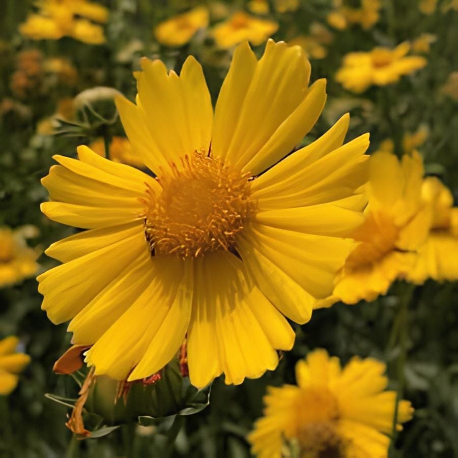 100 Seeds Big Coreopsis