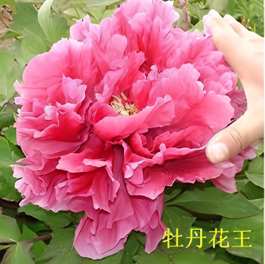 20 seeds Feral Luoyang Red Peony Plants with Big Red Flowers