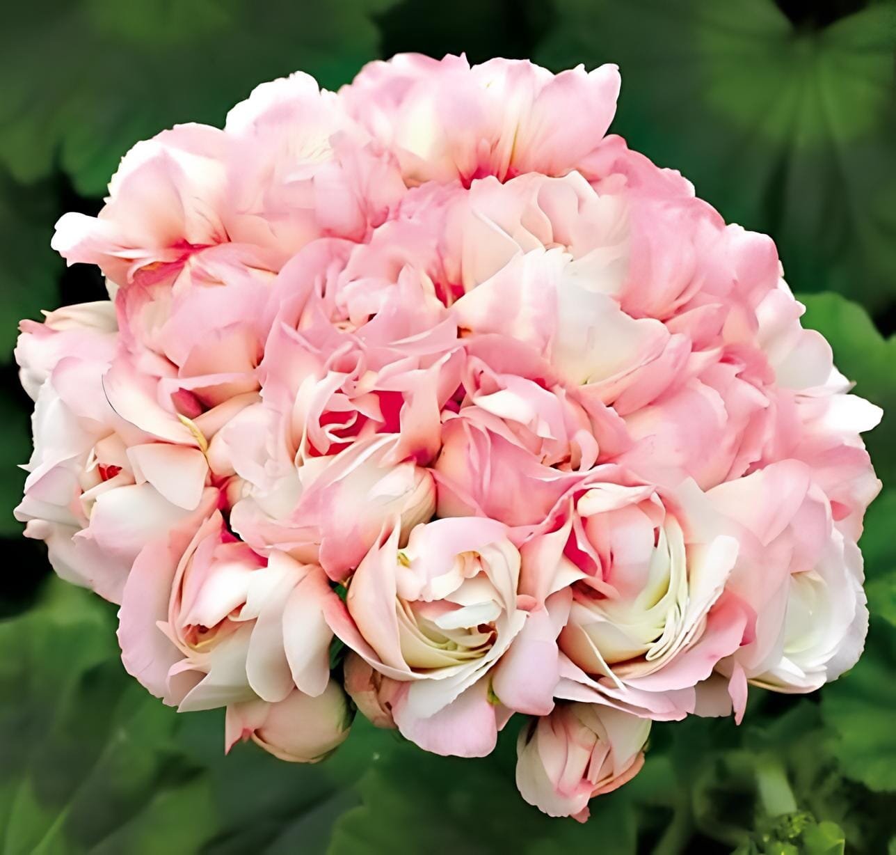 200 Seeds Bonsai Mixed 16 Types of Geranium