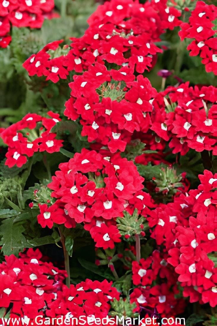 100 Seeds 'Kakii' Rose Red Verbena Hybrida with White Spot Flower