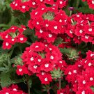 100 Seeds 'Kakii' Rose Red Verbena Hybrida with White Spot Flower