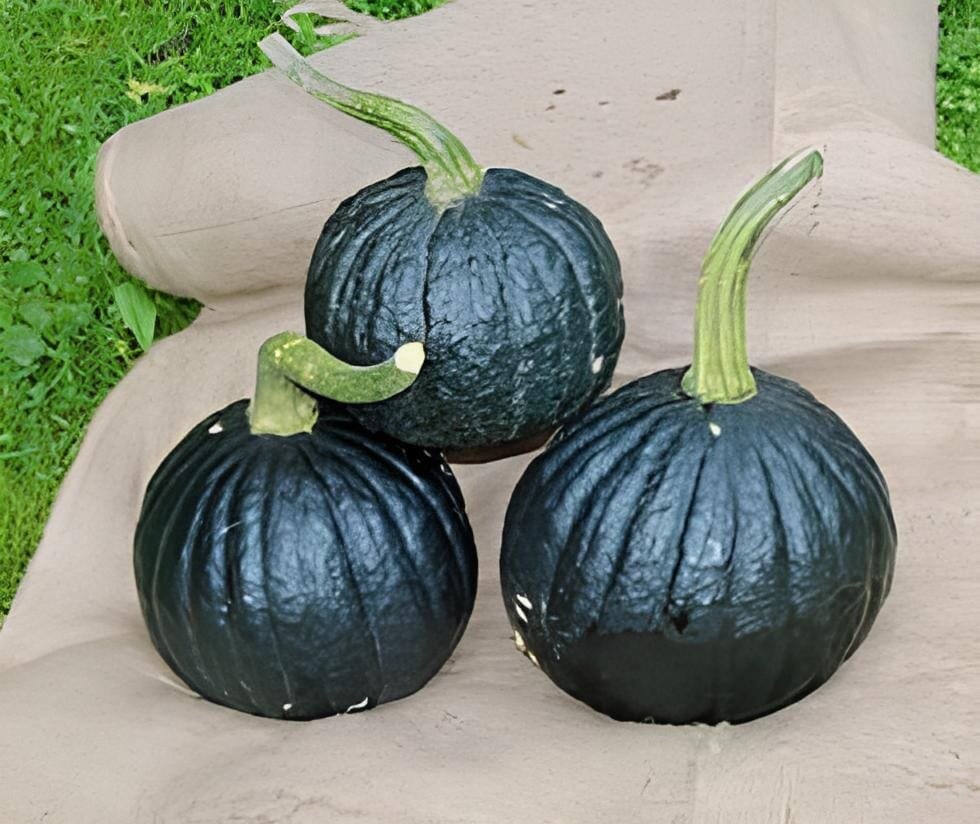 16 Seeds Rare Japanese Black Pumpkin