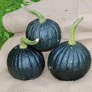 16 Seeds Rare Japanese Black Pumpkin