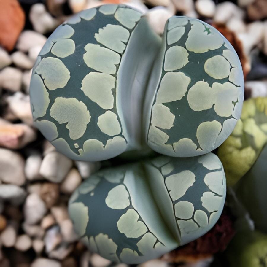 20 Seeds Lithops otzeniana acf. 'Aquamarine' Living Stone