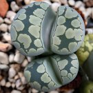 20 Seeds Lithops otzeniana acf. 'Aquamarine' Living Stone