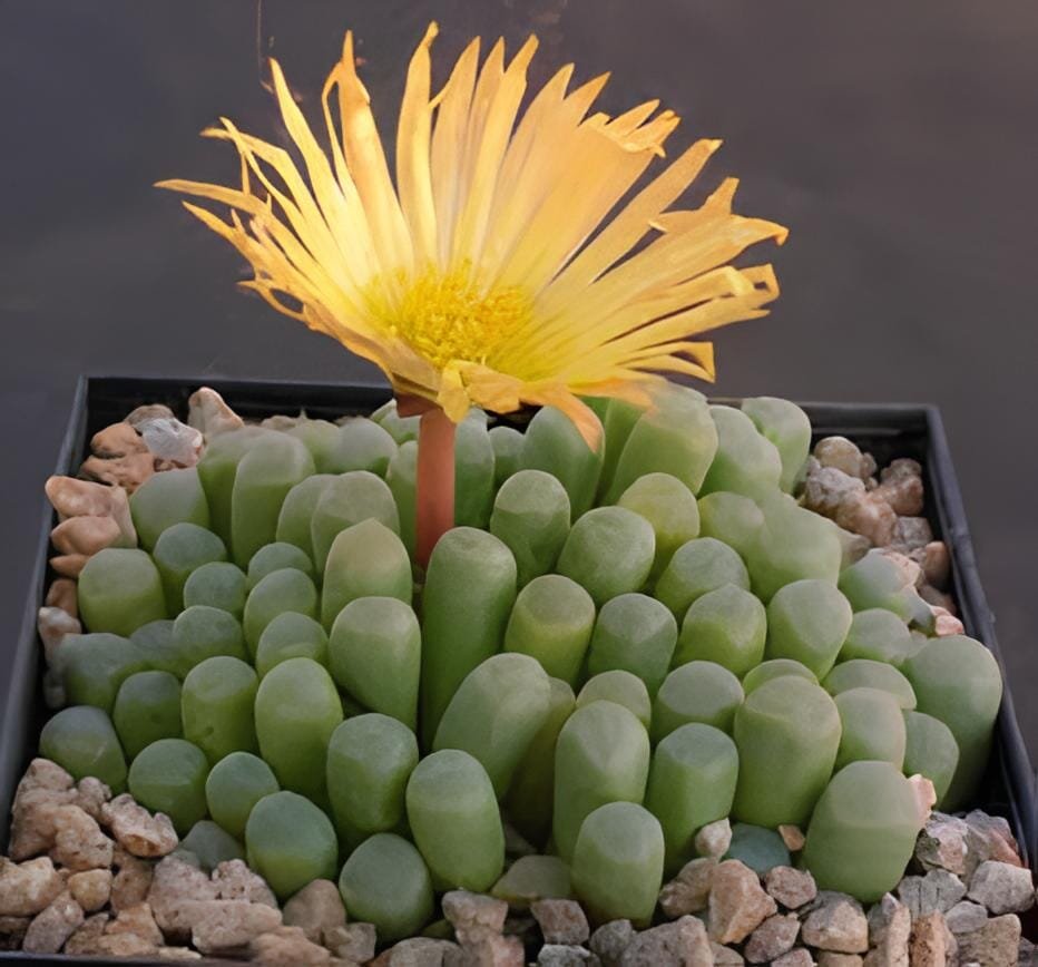 20 Seeds Fenestraria Aurantiaca Succulent Plant