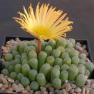20 Seeds Fenestraria Aurantiaca Succulent Plant