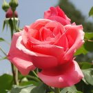 100 Seeds Pink Chinese Rose Seed Monthly Rose Flowers Garden