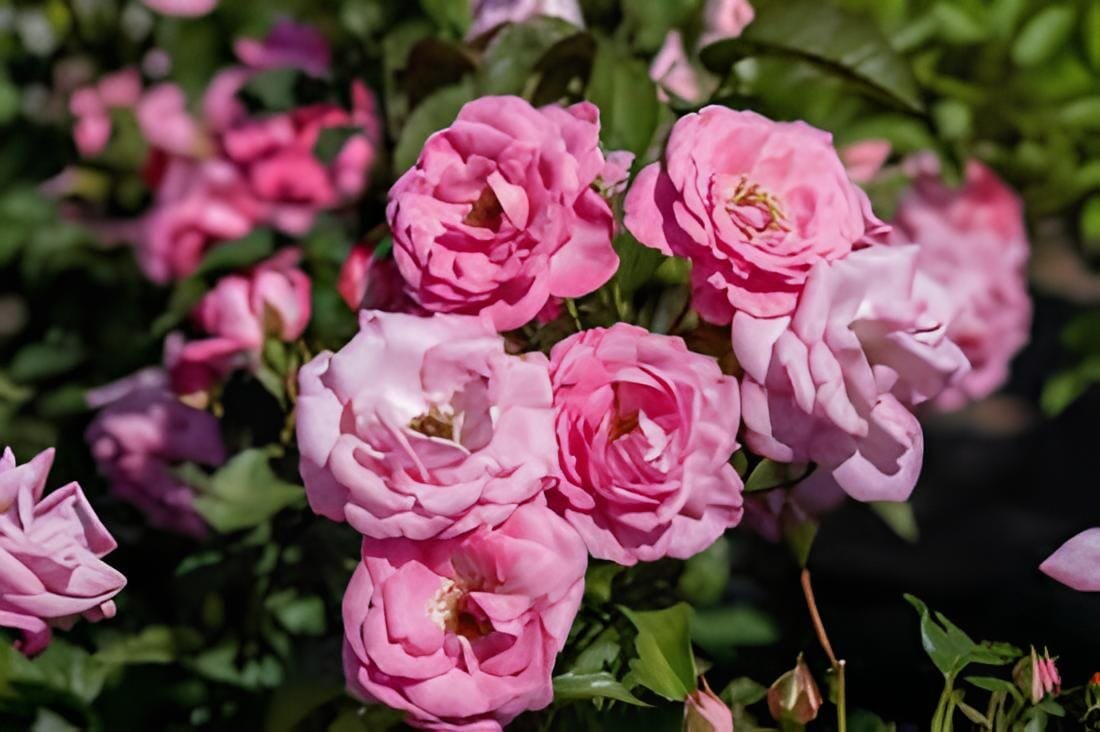 100 Seeds Clusters of Pink Rose Indoor Garden