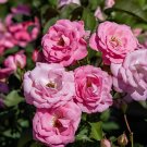 100 Seeds Clusters of Pink Rose Indoor Garden
