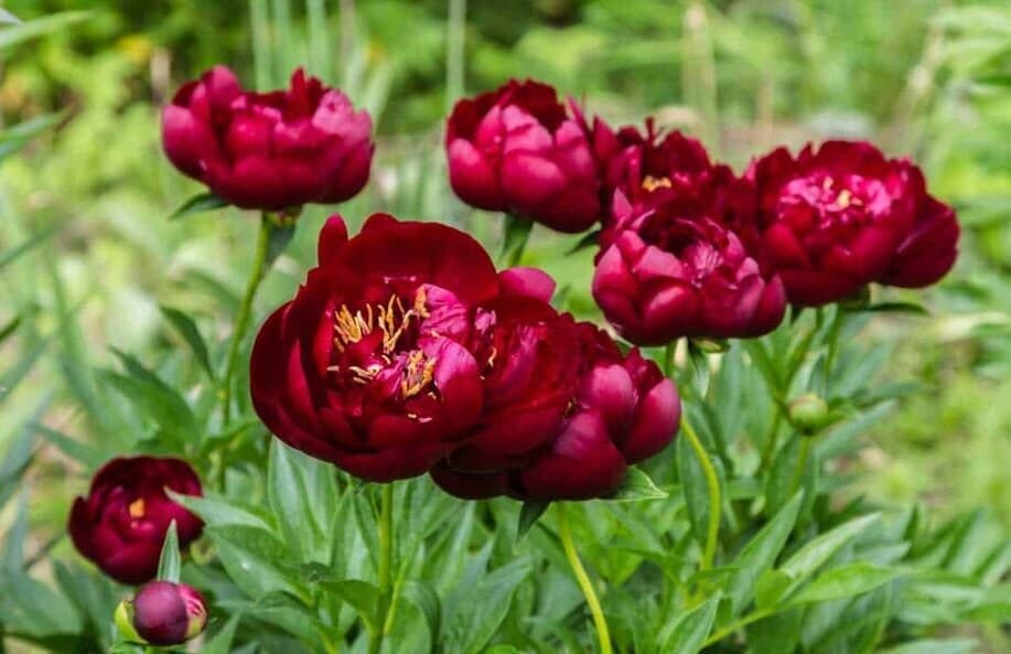 10 Seeds Rare Dark Red Monopetalous Louyang Peony Flower