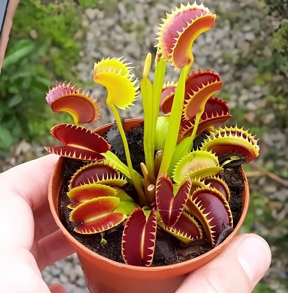 600 seeds Dionaea Muscipula