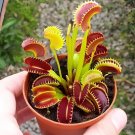 600 seeds Dionaea Muscipula
