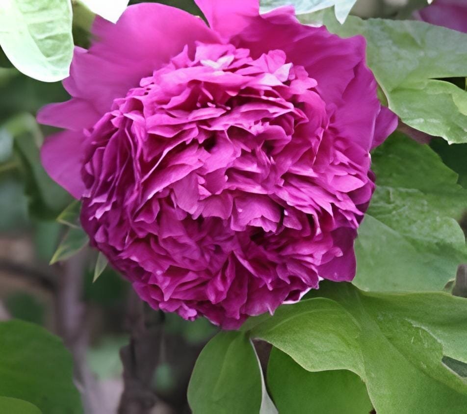 100 Seeds Big Purple Chinese Rose Light Fragrant Flowers Blooming Garden Plant