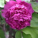 100 Seeds Big Purple Chinese Rose Light Fragrant Flowers Blooming Garden Plant