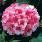 20 Seeds Geranium Rose Red Double Petals with White Stripes Bonsai Perennial Flo