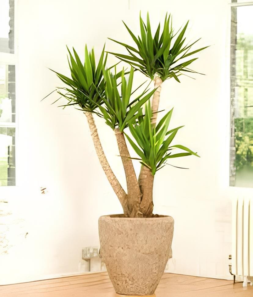 100 Seeds Yucca Bonsai DIY Potted Plants