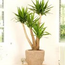 100 Seeds Yucca Bonsai DIY Potted Plants