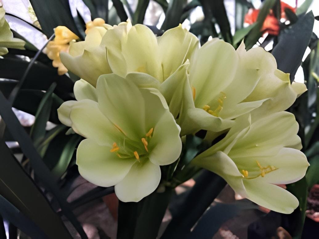 200 Seeds Clivia Miniata Plant Gorgeous