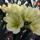 200 Seeds Clivia Miniata Plant Gorgeous