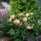200 Seeds Rose Vine bonsais lings Being Miniature Rose Garden Landscaping