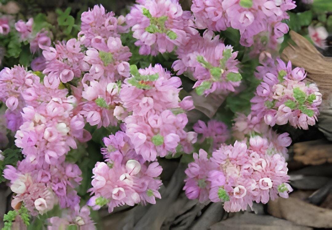 6 Seeds Verticordia halophila Seeds Salt-loving Featherflower Pink Salt-loving V