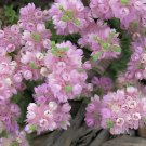 6 Seeds Verticordia halophila Seeds Salt-loving Featherflower Pink Salt-loving V