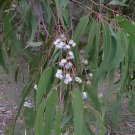 10 Seeds Eucalyptus globules Labill