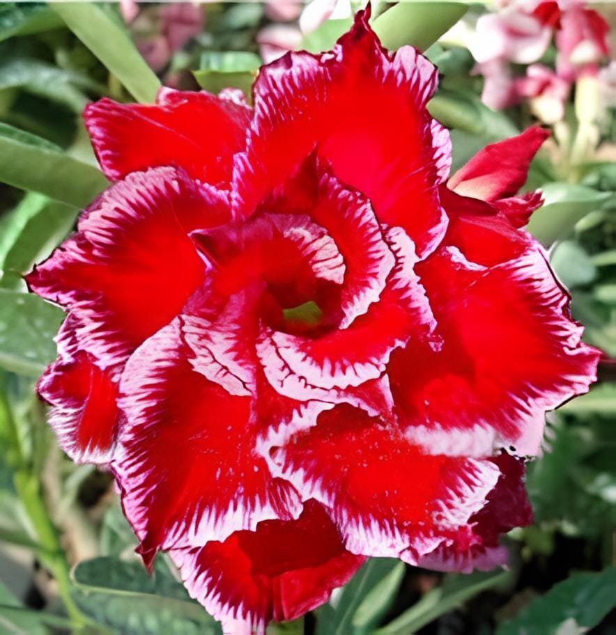 40 Seeds Adenium Fire Red 5-Layer Double Flowers with