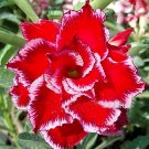 40 Seeds Adenium Fire Red 5-Layer Double Flowers with