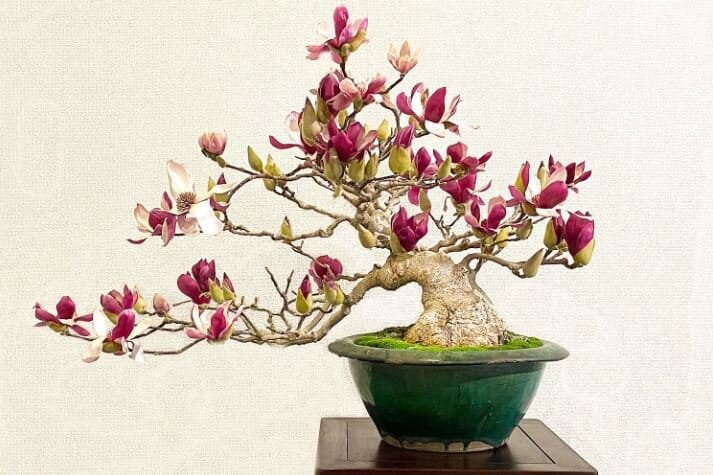 60 seeds Mini Magnolia