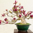 60 seeds Mini Magnolia