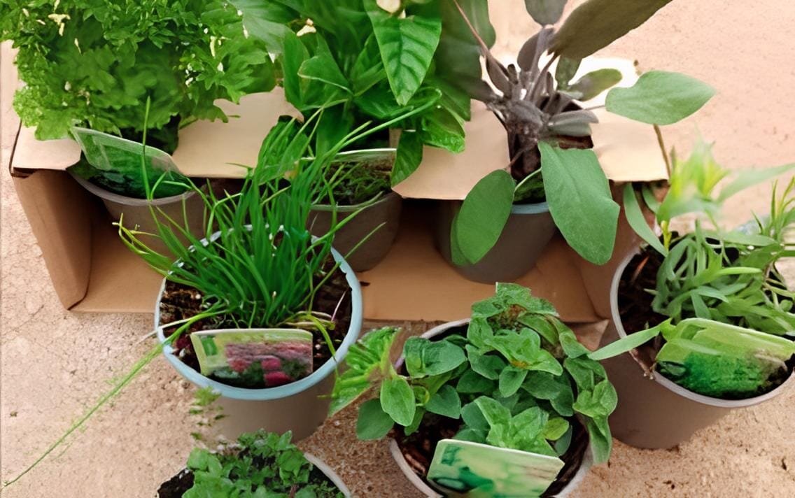400 seeds Courtyard DIY Fun Fruit and Vegetable Planting
