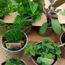 400 seeds Courtyard DIY Fun Fruit and Vegetable Planting