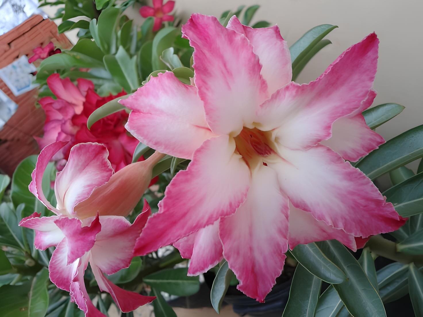 2 seeds Beautiful White Borde rRed Desert Rose Flowers