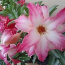 2 seeds Beautiful White Borde rRed Desert Rose Flowers