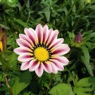 200 seeds Gazania Bonsai Multicolor Mixed Plant Beautiful Gazania Flower