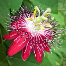 40 seeds Passion Flower Bonsai Perennial Evergreen Climbing Woody